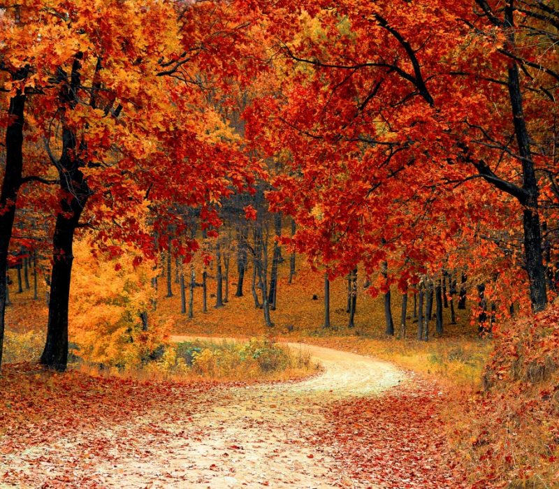 fall_autumn_red_season_woods_nature_leaves_tree-839467
